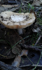 Amanita toxica