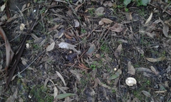 Amanita toxica