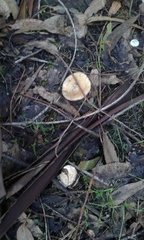 Amanita toxica