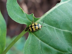Alagoasa jacobiana
