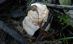 Amanita toxica