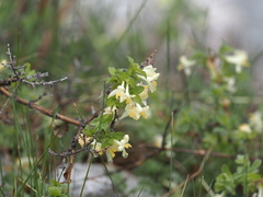 Lonicera altmannii