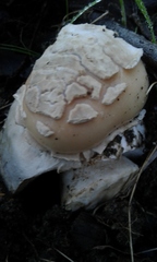 Amanita toxica