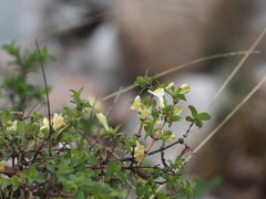 Lonicera altmannii