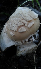 Amanita toxica
