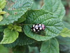 Alagoasa bipunctata