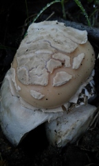 Amanita toxica
