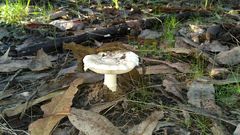 Amanita toxica