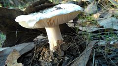 Amanita toxica