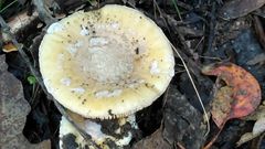 Amanita toxica