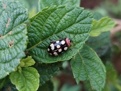 Alagoasa bipunctata