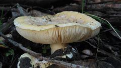 Amanita toxica