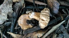 Amanita toxica