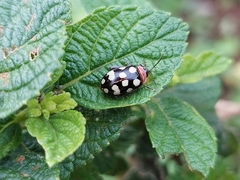 Alagoasa bipunctata