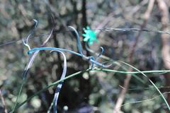 Podolepis longipedata