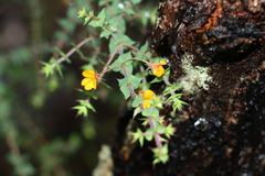 Pultenaea spinosa