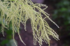 Aruncus dioicus