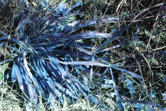 Podolepis longipedata