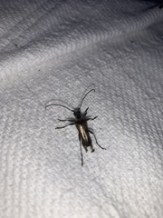 Anthophylax attenuatus