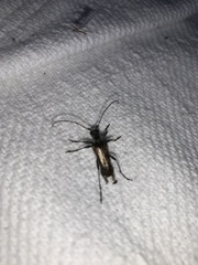 Anthophylax attenuatus