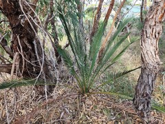Macrozamia fraseri