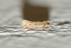 Tinea trinotella