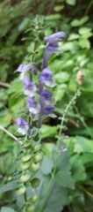 Scutellaria altissima