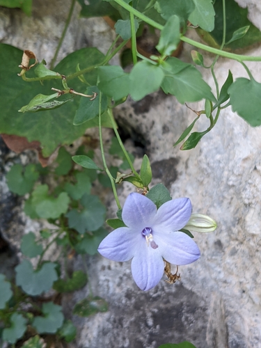 Image of Campanula fragilis by (c) Jamie Carter, some rights reserved (CC BY)
