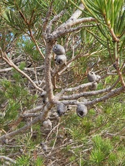 Melaleuca rupestris