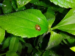 Image of Agroiconota vilis
