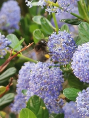 Bombus hypnorum