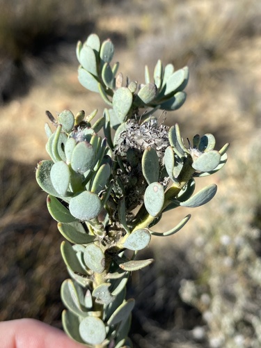 Swartruggens Vexator (Vexatorella amoena)