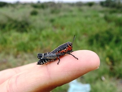 Dactylotini