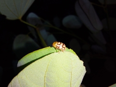 Cryptocephalus rhombeus