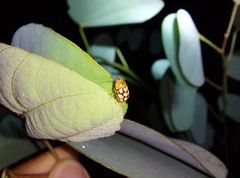 Cryptocephalus rhombeus