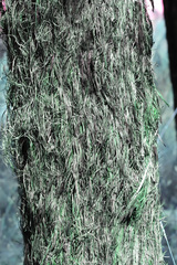 Allocasuarina inophloia