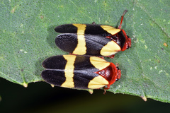 Choconta comitata