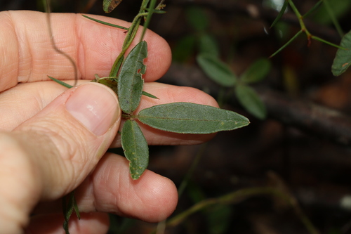 Image of Glycine cyrtoloba by (c) Greg Tasney, some rights reserved (CC BY-SA)