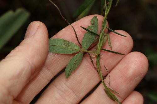 Image of Basketlike-Lobed Soybean (Glycine cyrtoloba) by (c) Greg Tasney, some rights reserved (CC BY-SA)