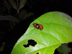 Chalcophana mutabilis