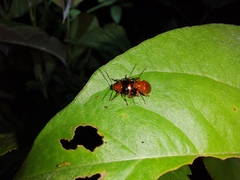 Chalcophana mutabilis