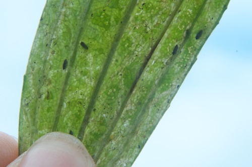 Phytomyza plantaginis