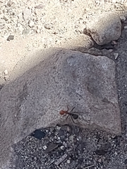 Myrmecocystus melliger