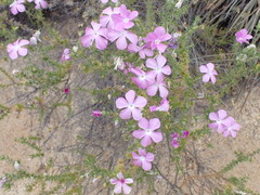 Linanthus californicus
