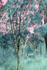 Allocasuarina inophloia