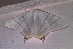 Ourapteryx picticaudata