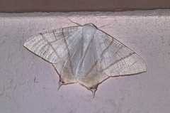 Ourapteryx picticaudata