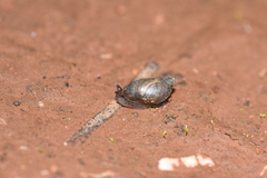 Succinea macgillivrayi