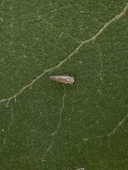 Idiodonus kennicotti