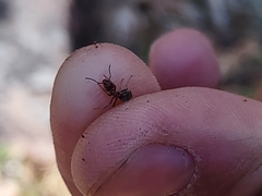 Liometopum apiculatum